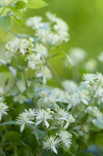 Clematis vitalba native uk - clematis,