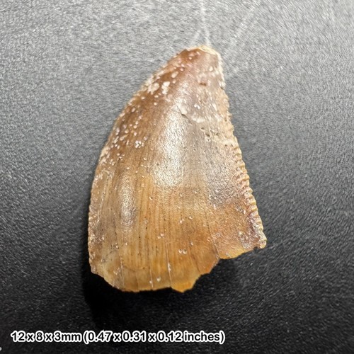 Majungasaurus dinosaur tooth