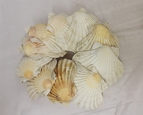 Large clean cornish - large,