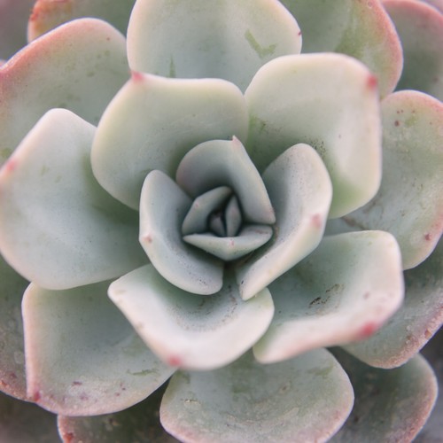 Echeveria cante succulent - cante,