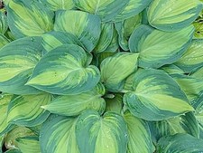 Hosta Dinner Mint ( Pot Grown