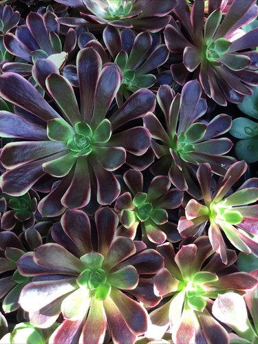 Aeonium link cutting - aeonium,