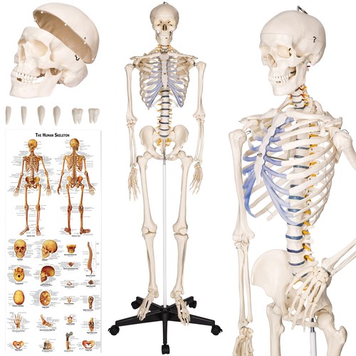 Skeleton human anatomical - skeleton,