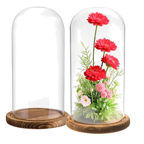 Pack glass cloche display - 2,