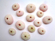 10 X OF WHITE TO PINK SEA URCHIN SHELLS 3 - 4 CM OVAL CRAFT HOLLOW TEXTURED