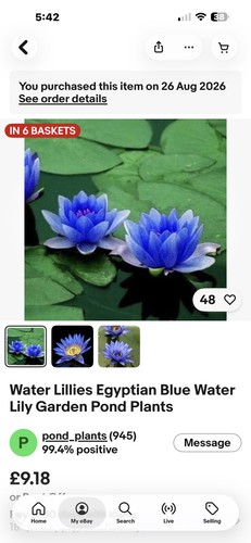 Water lillies egyptian blue - water,