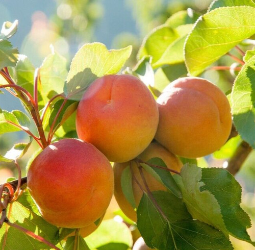 Dwarf apricot fruit tree - dwarf,