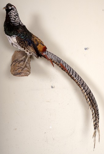 Beautiful diamond pheasant - diamond,