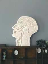 Plaster Cast Anatomical Head /