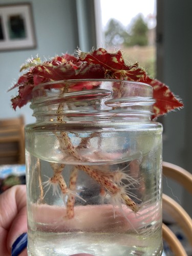 Begonia rex healthy leaf - begonia,