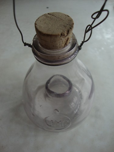 Glas fly wasp insect catcher - fly,