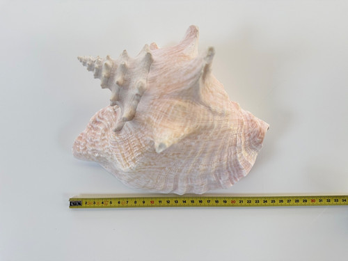 Giant spider conch lambis - giant,