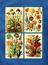 Set of 4 Vintage Botanical Flower Plants A3 Unframed Prints Pictures Posters