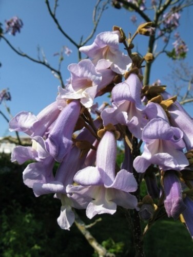 Paulownia tomentosa syn - paulownia,