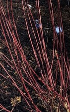 Cornus alba ‘Kesselringii’