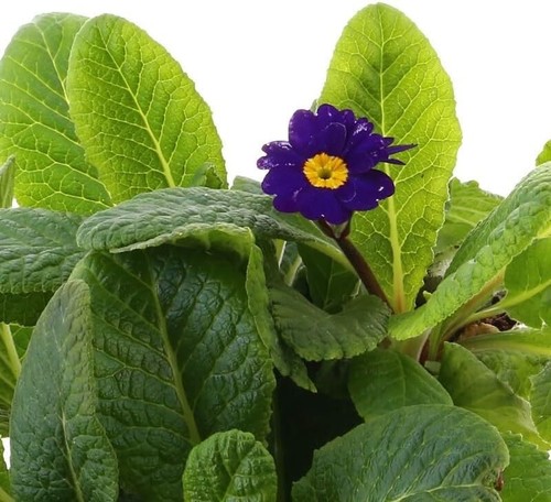 Polyanthus blue boxed bedding - polyanthus,