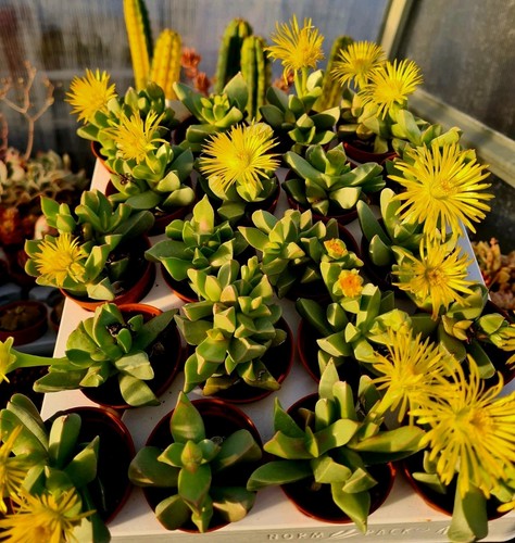 Cheiridopsis denticulata the - cheiridopsis,