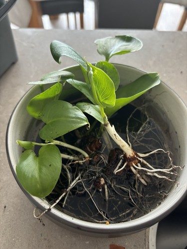 Reduced rare flower - rare, hardy