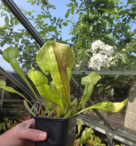 Sarracenia melanorhoda - sarracenia, x