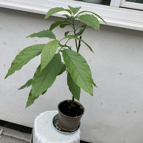 Avocado fruit tree around - avocado,