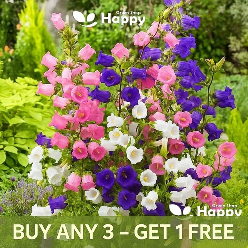 Canterbury bells mix 1500 - canterbury,