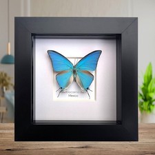 Sky-blue hairstreak butterfly