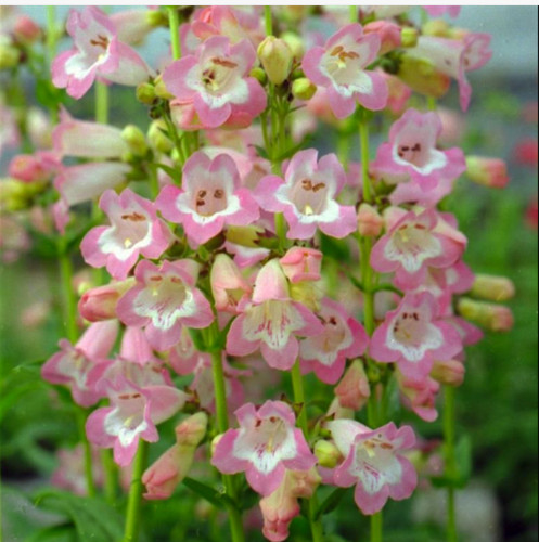Penstemon volcano fujiyama - penstemon,