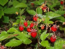 Fragaria Vesca Alpine Wild