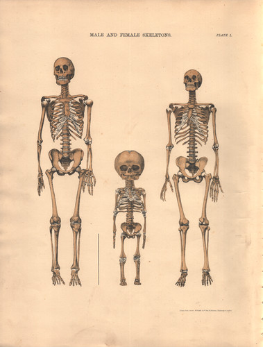 Anatomical skeleton rare - anatomical,,