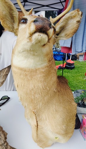 Whitetail deer shoulder - whitetail,