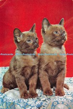 D084301 Burmese Kittens. Guy Withers. Dixon. Pets 1975. 1965