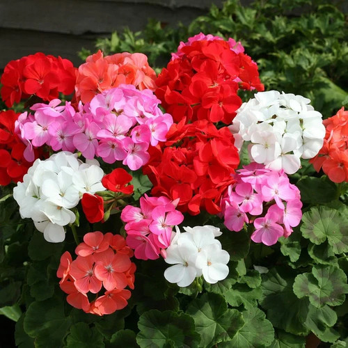 Geranium horizon mixed - geranium,