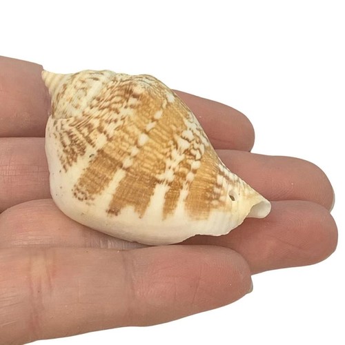 Dog conch seashells 4 to - x,