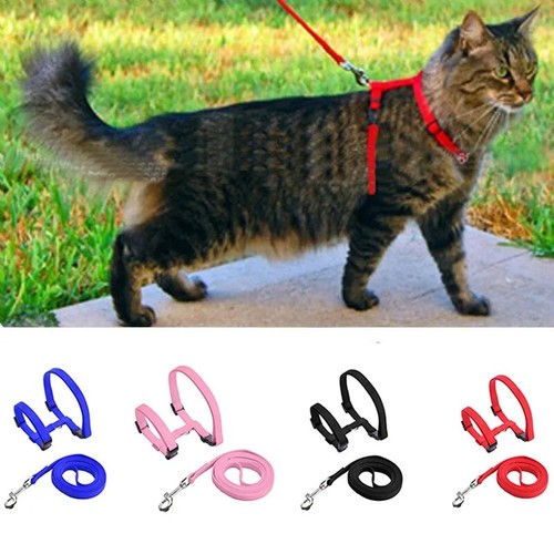 Cats ferrets pets adjustable - ferrets,