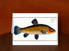 Golden Tench (Cyprinus Tinca