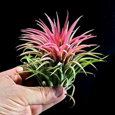Tillandsia Red IONANTHA Air plant ready to flower size. approx 8-10cm tall