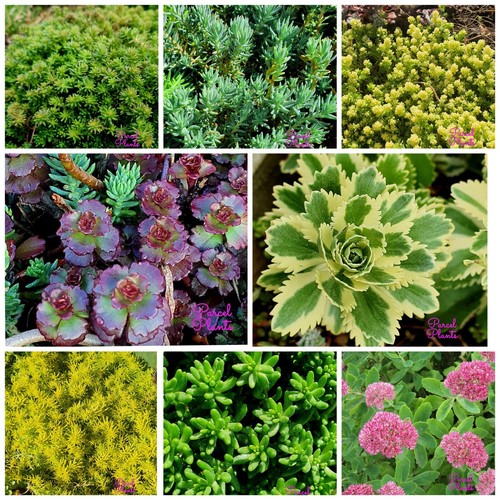 Hardy sedum rooted plugs - hardy,