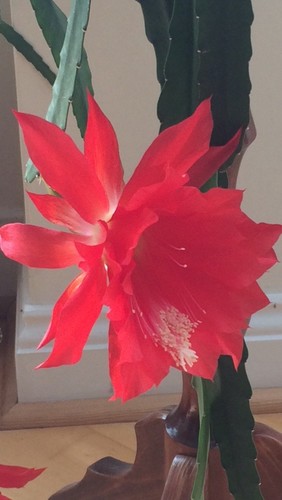 Epiphyllum ackermanii cactus - ackermanii,