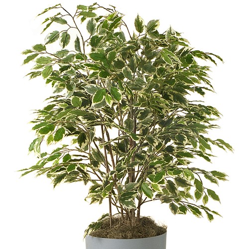 Ficus golden king - golden, 30-40cm