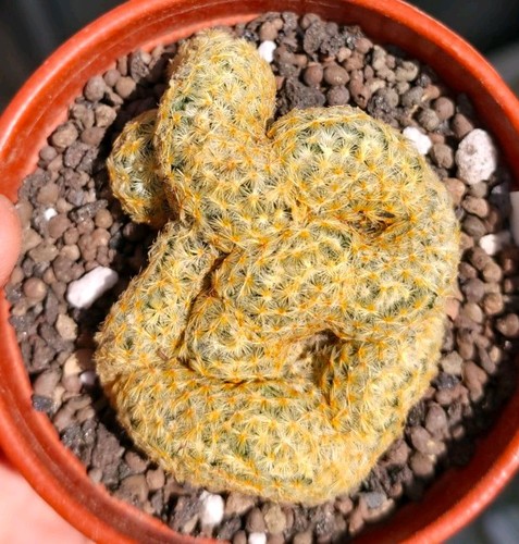 Mammillaria schiedeana crested - mammillaria,