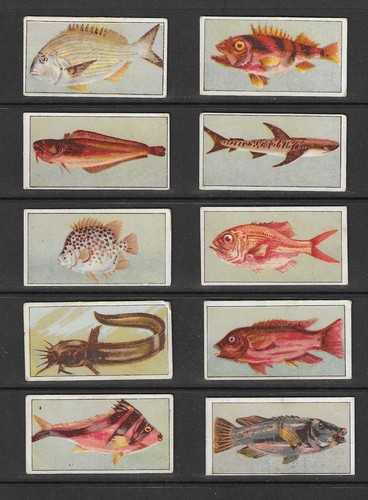 Wills 1912 fish - wills,