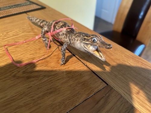 Taxidermy aligator - taxidermy,