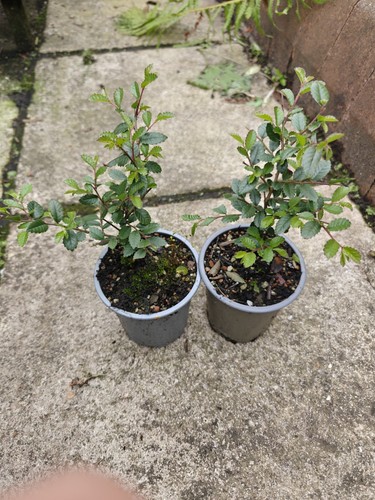 Chinese elm ulmus - elm, x2