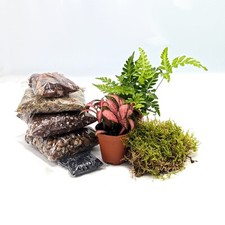 DIY Small Closed Terrarium
