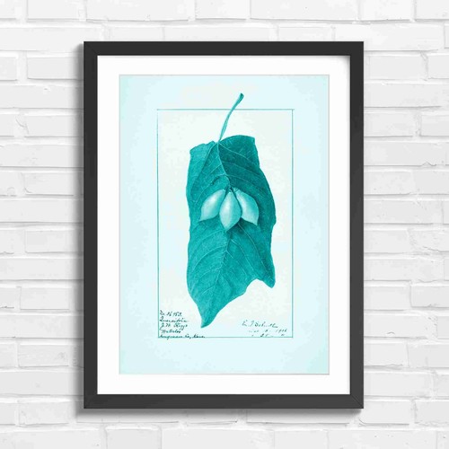 Vintage botanical leaf - leaf, and