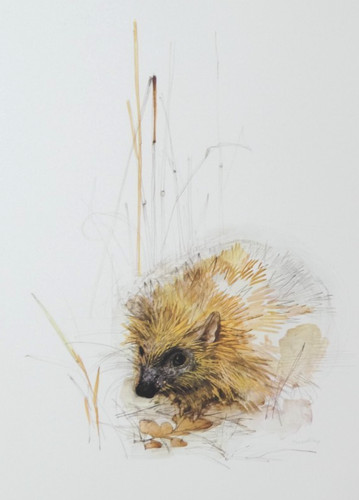 Hedgehog wildlife print - wildlife, by