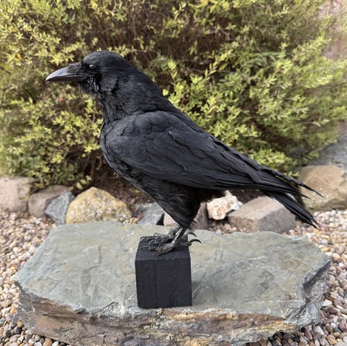Taxidermy crow not - 🎃, xl