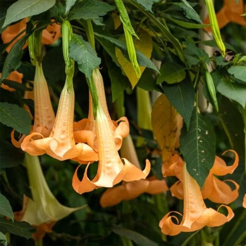 Brugmansia sanguinea - brugmansia,