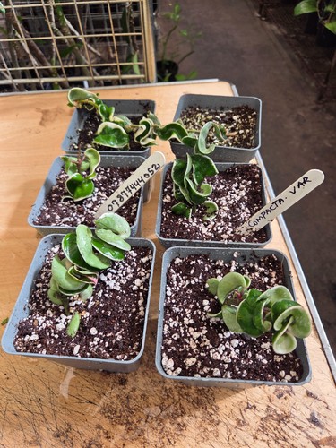 Hoya compacta variegated - compacta,