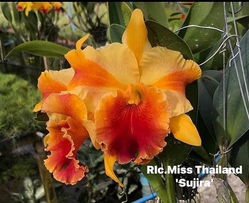 Rare cattleya rlc miss - rare,